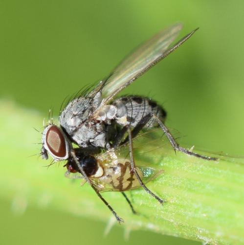Coenosia sp.
